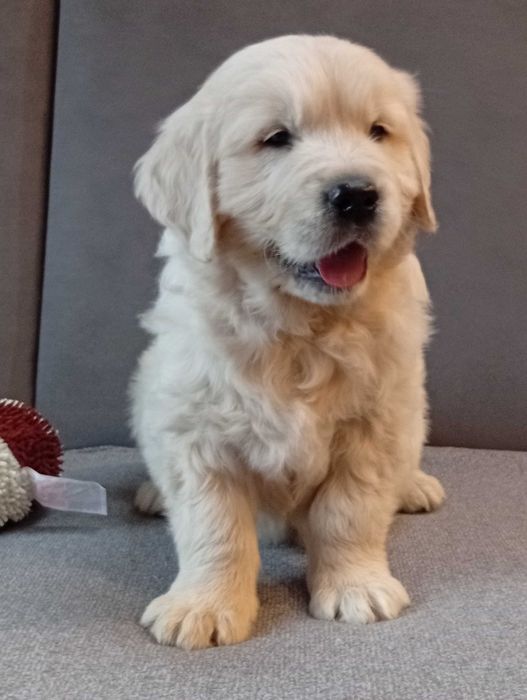 Szczenię golden retriever do odbioru samiec