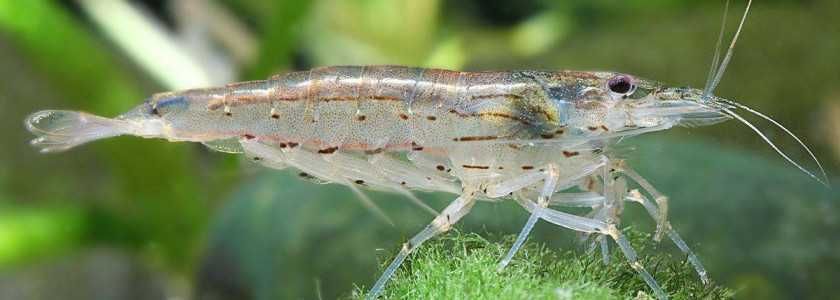 Krewetki Krewetka Amano XL Caridina Multidentata Na Glony WYSYŁKA