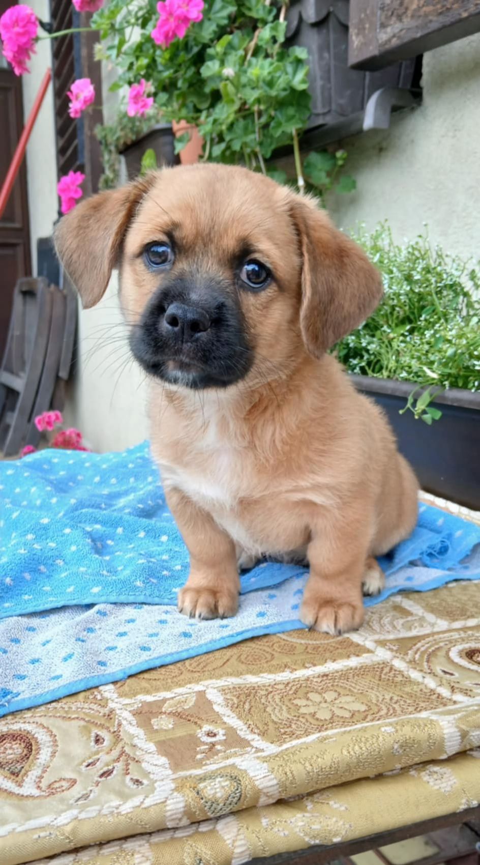 Mikro Szczeniak do adopcji