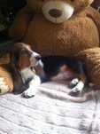 Basset hound urocza suczka