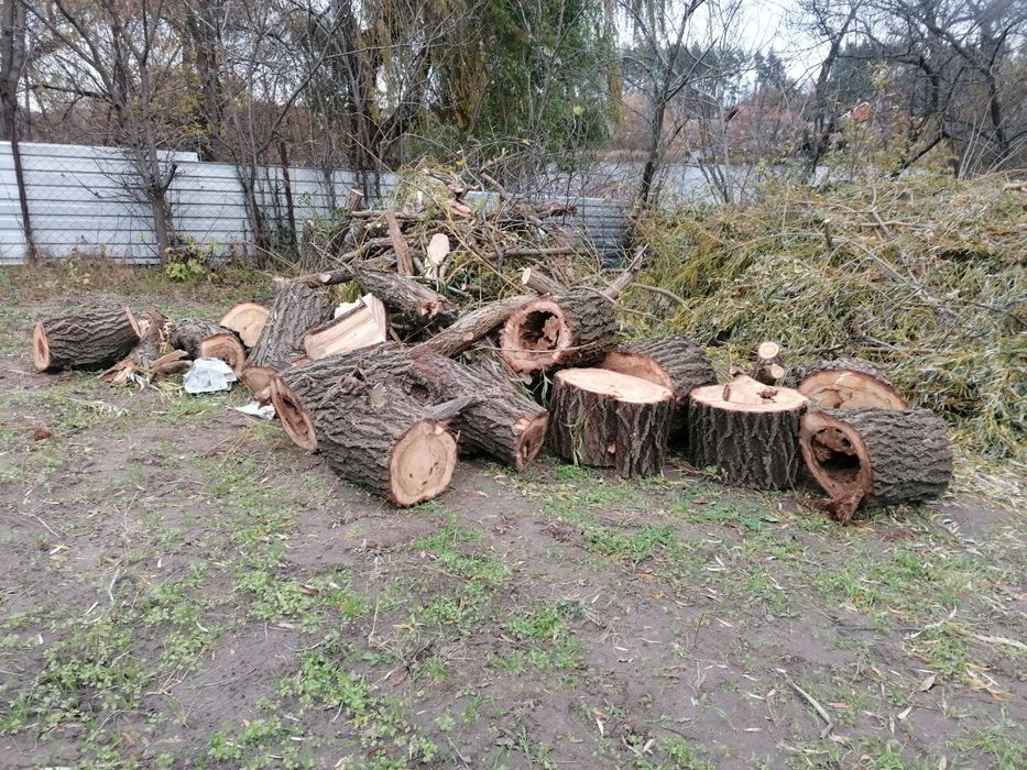 Дерево на дрова. Безкоштовно.