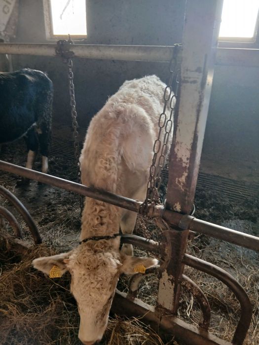 Jalowki. Do dalszej chodowli