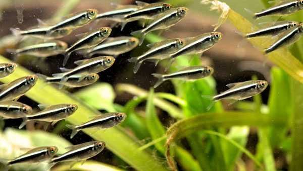 Neon Neon Negro (Hyphessobrycon Herbertaxelrodi)