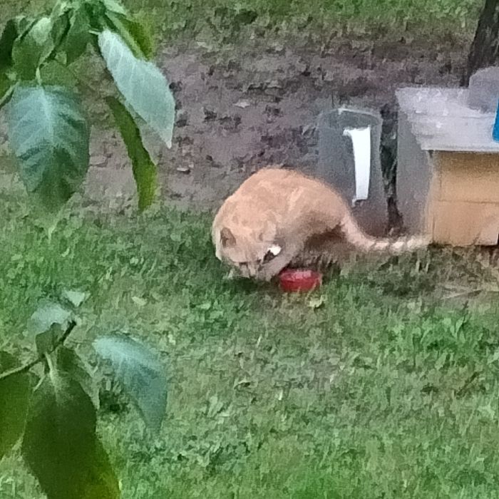 Kocurek do oddania w dobre ręce