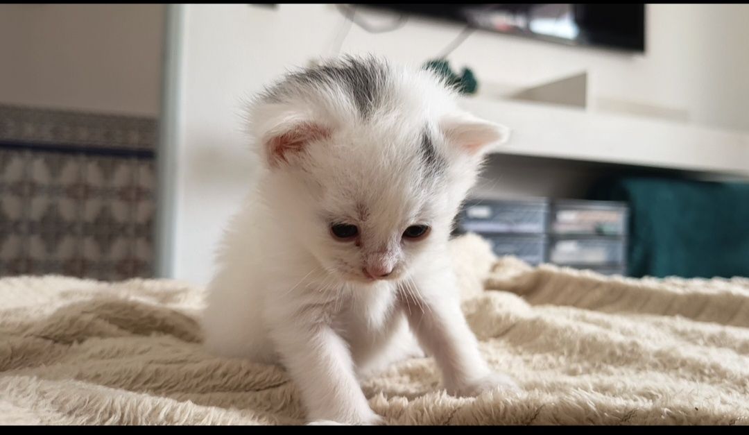 3 gatinhos para doação responsável