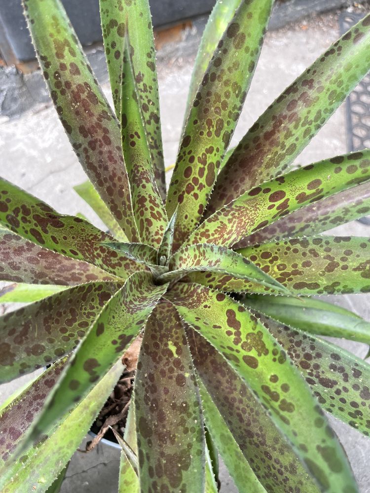 Мангава pineapple exspress