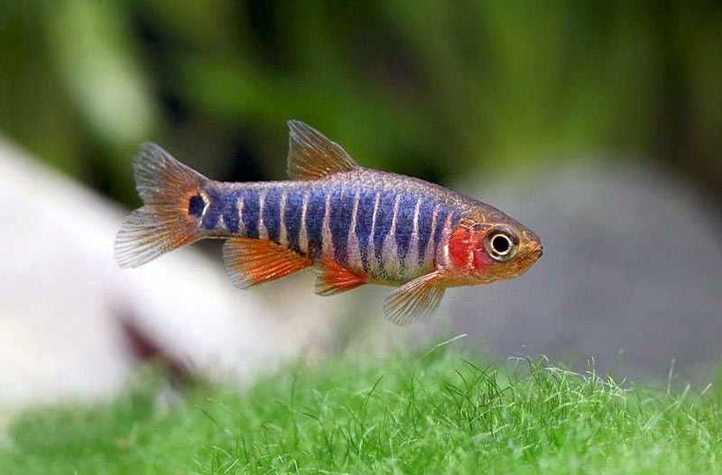 Danio erythromicron