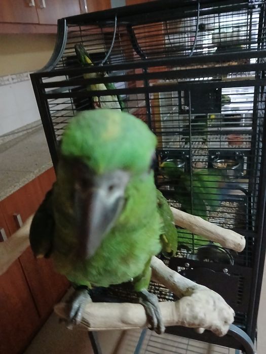 Amazonas auropaliatta