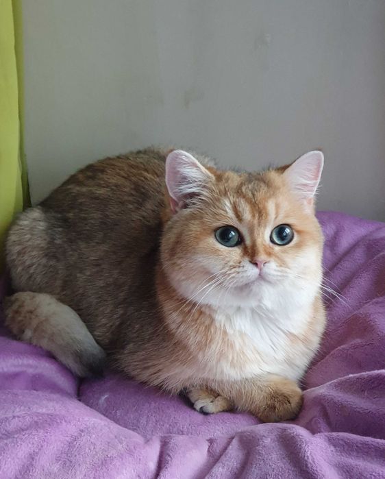 Золотая британская шиншилла кошечка кошка котята