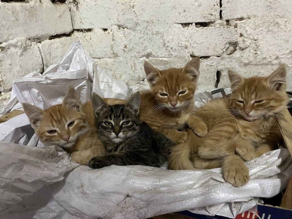 Кошенята підрощені