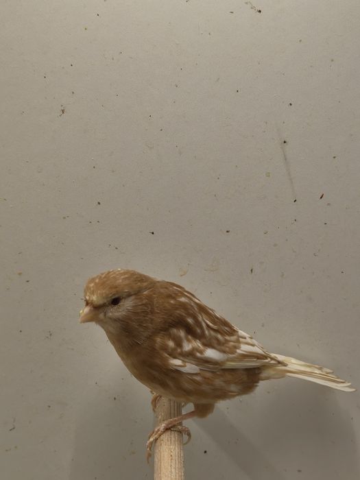 Kanarki z własnej hodowli. Samce