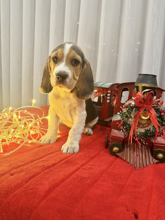 Beagle menino magnifico