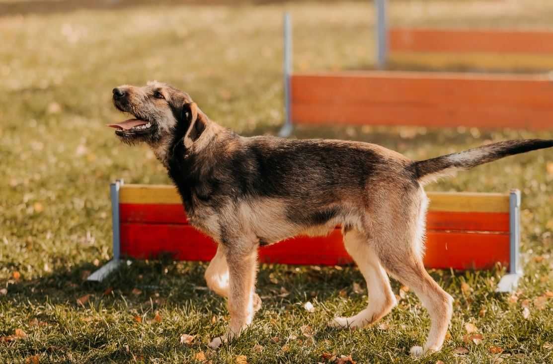 Młody Terier Gapek poleca się do adopcji!!!
