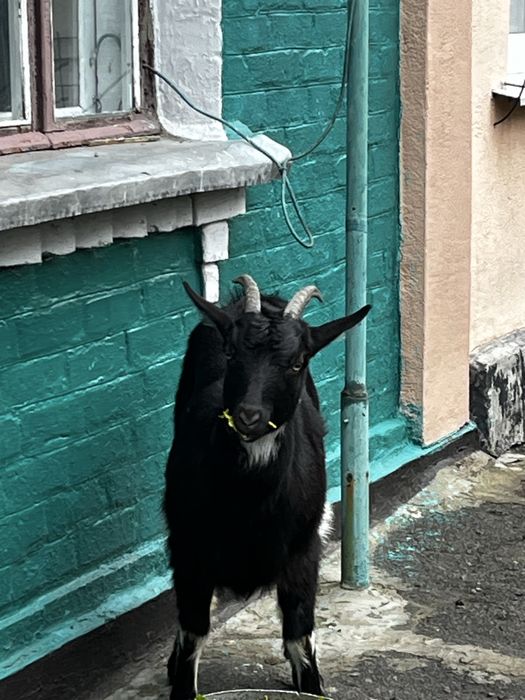 Козочка молода 9 місяців