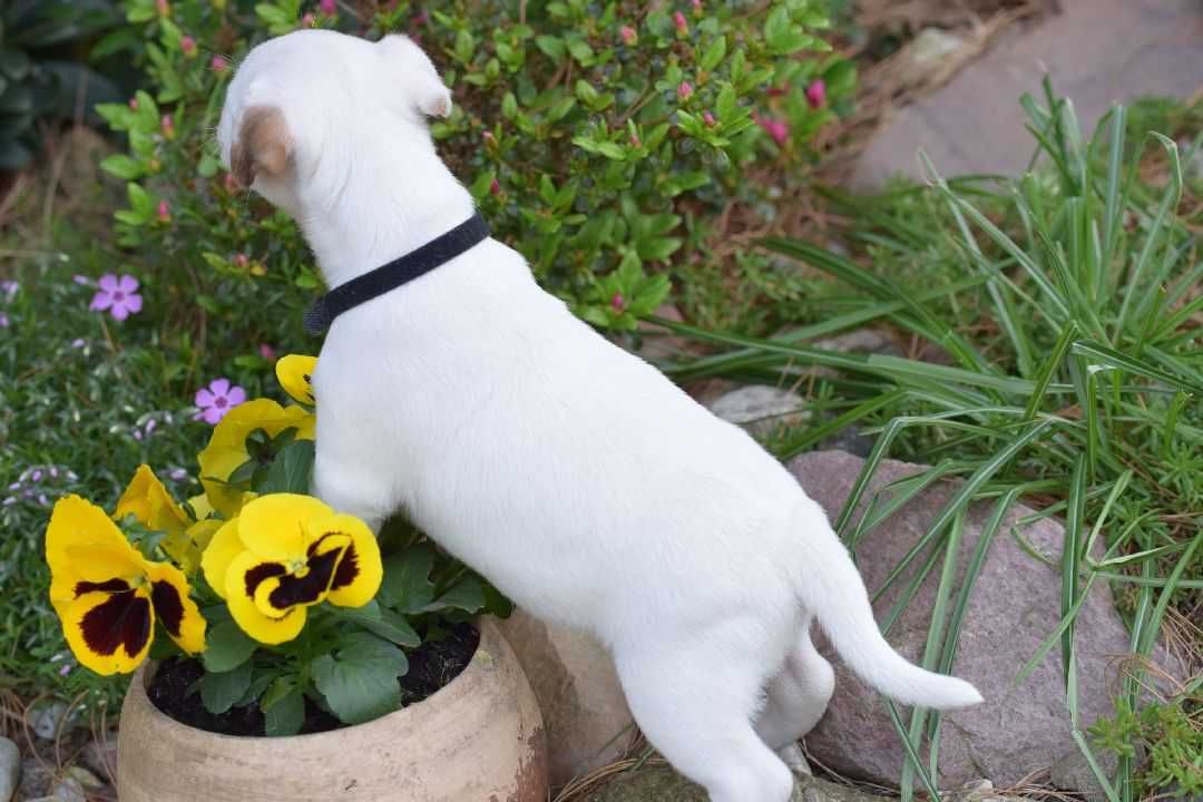 Szczeniak Jack Russell Terrier