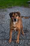 Adopcja Rudy Piesek