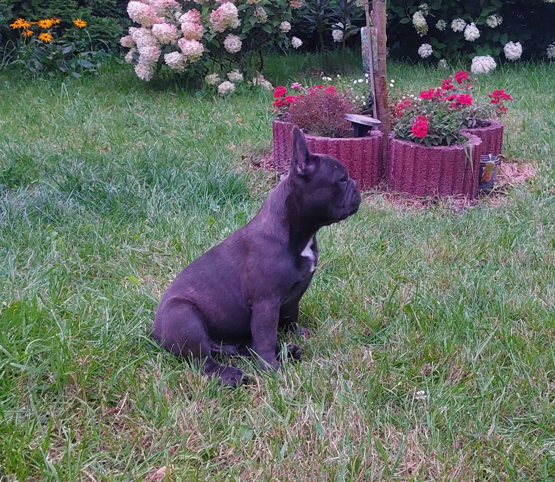 Bludog francuski BLUE niebieska SUNIA