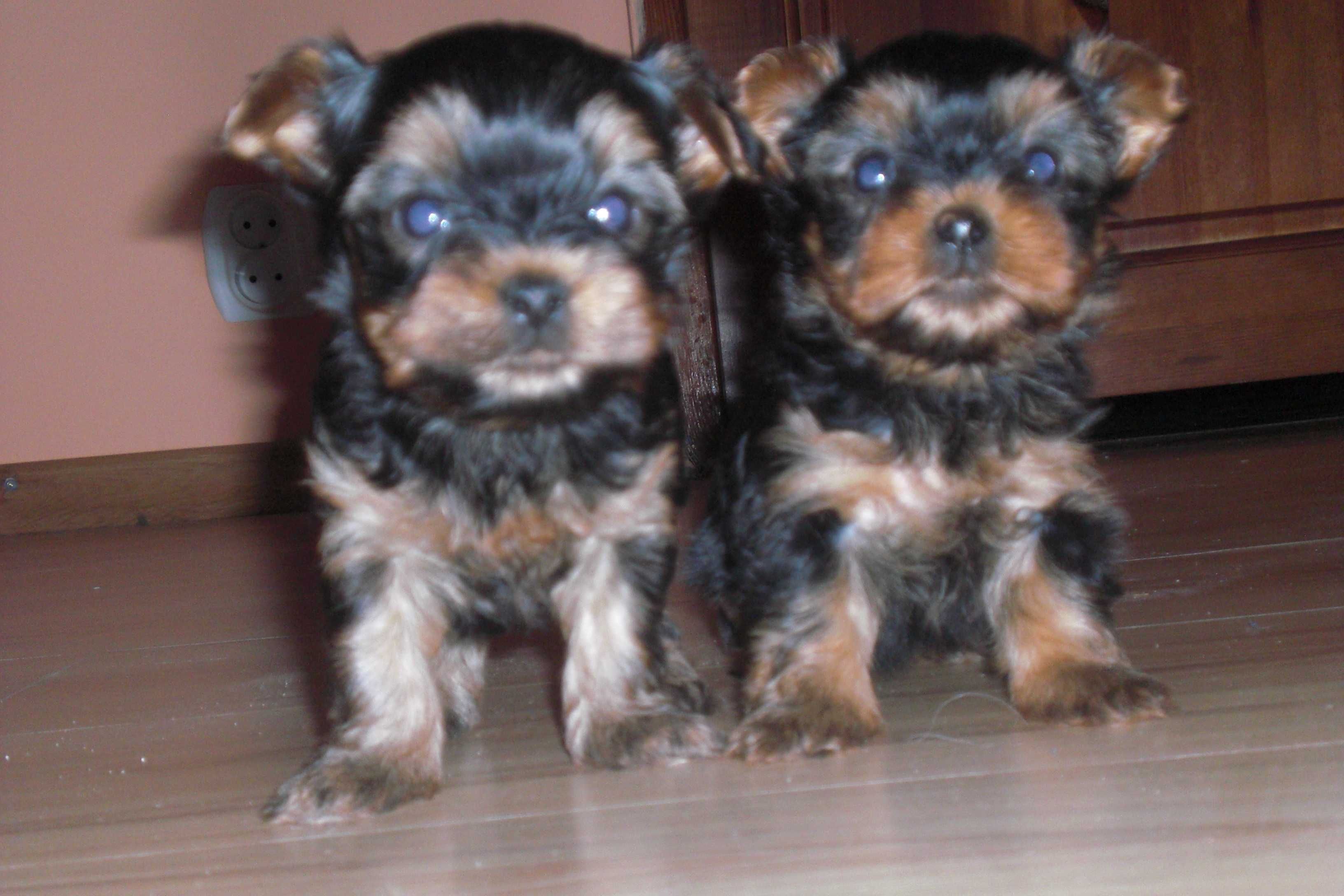 Yorkshire terrier 8 tyg metryka chip paszport york