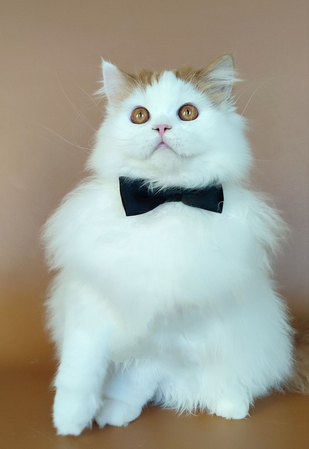 Шотландський котик