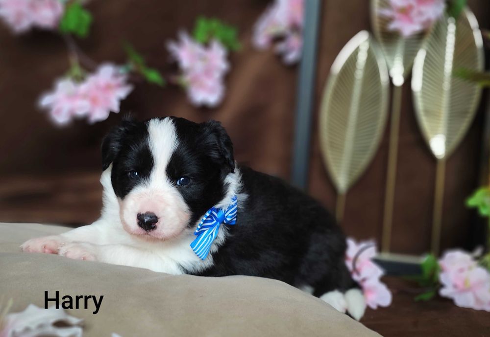 Border collie ZkwP/FCI samiec