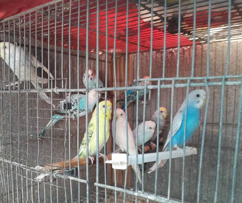 Periquitos australianos