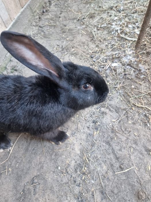 Królik - Belg/Srokacz