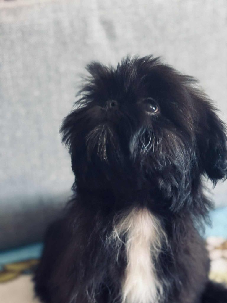 Piesek Apollo 9 tyg  Shih tzu Zkwp FCI