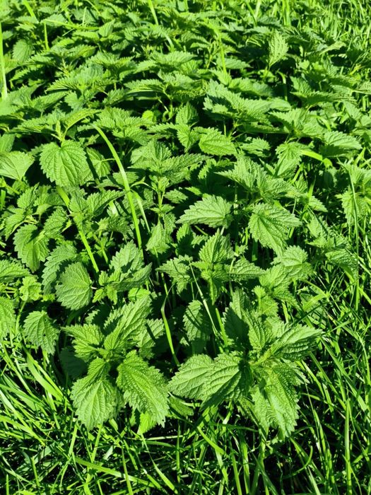 Sianko wiejskie jurajskie ziołowe  4 szt. × 1kg