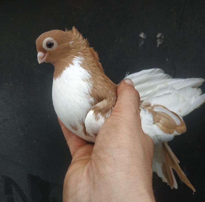 Gołębie zamojskie para