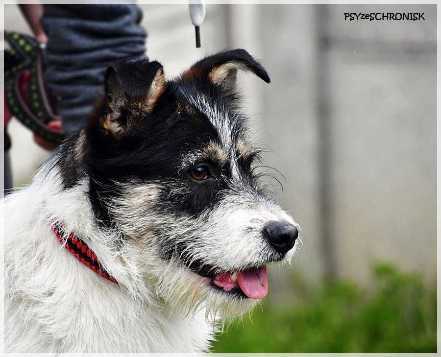 Gabryś- sierść i temperament niczym terier. Pies do adopcji