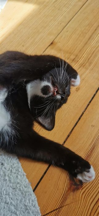 Ropuszka - mała grzeczna kotka do adopcji! Ur. 05-2025