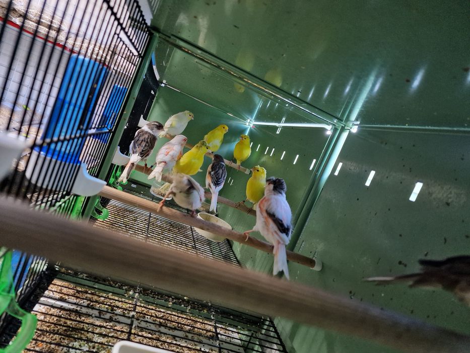 Canarios varias raças