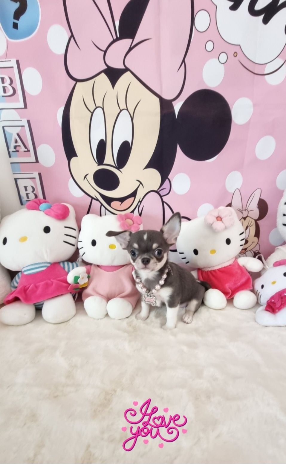 Chi Fêmea mini Lindissima princesinha c Pedigree e afixo