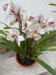 Orquídea para venda