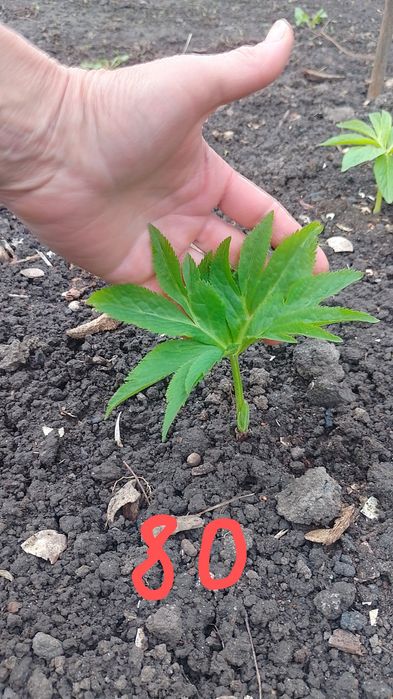 Морозник багаторічник