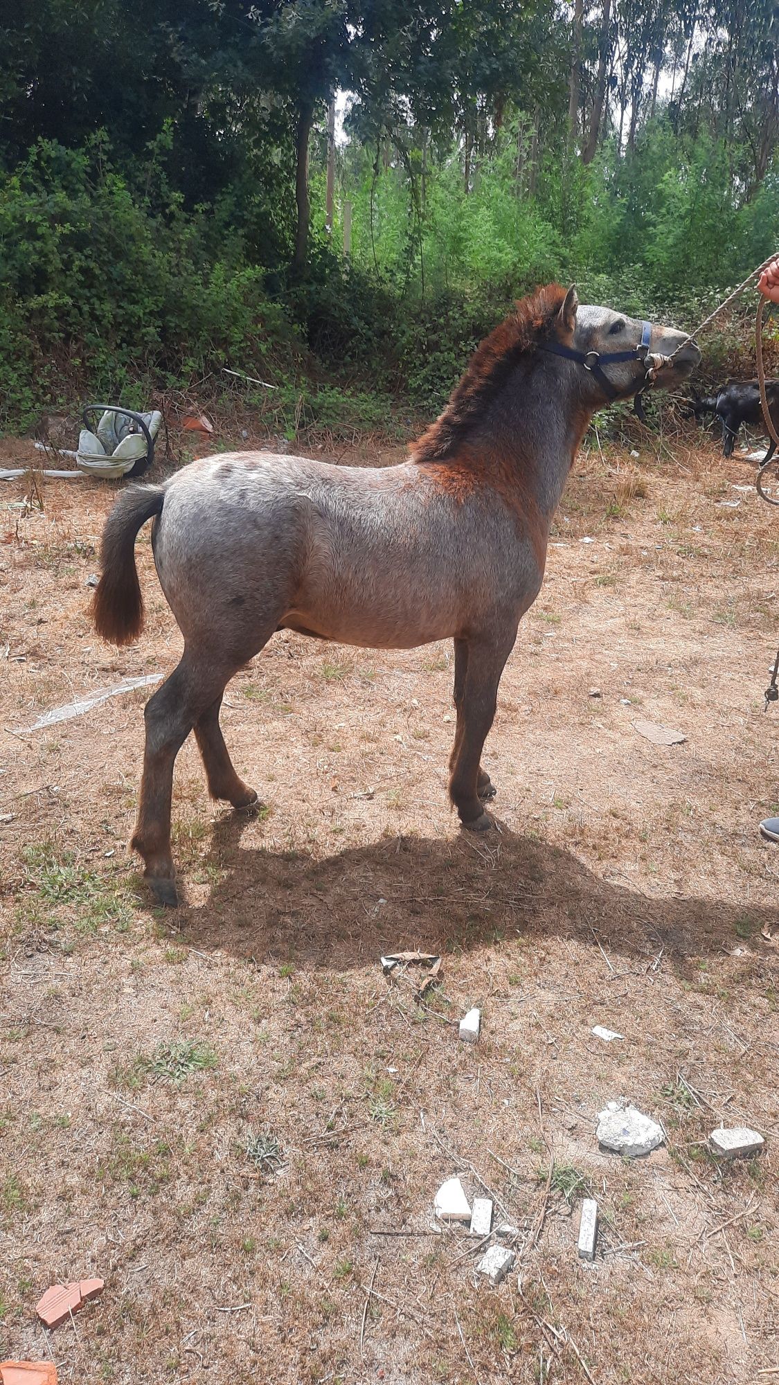 Ponei apaluso 8 meses
