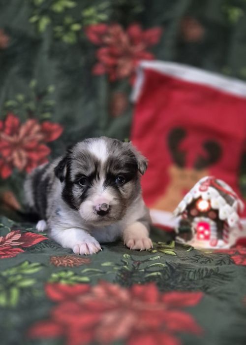 Border collie suczka blue merle
