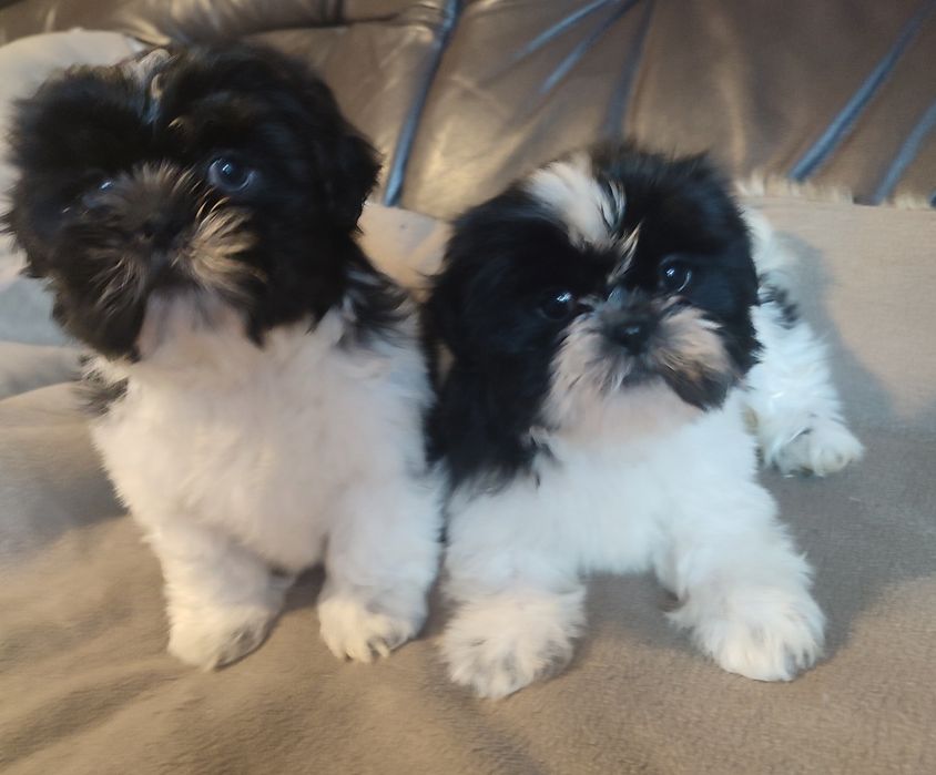 Shihtzu czarna biala suczka