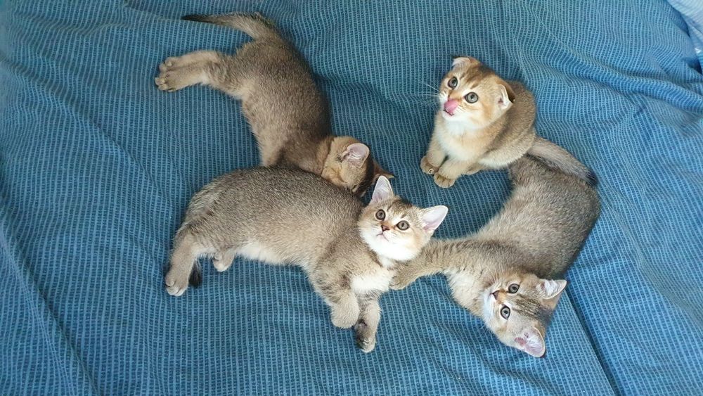 Шотландские котята, золотая шиншилла, три прямоушки, девочка вислоушка