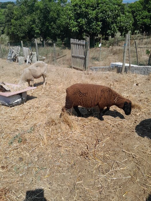 Borrega merina preta