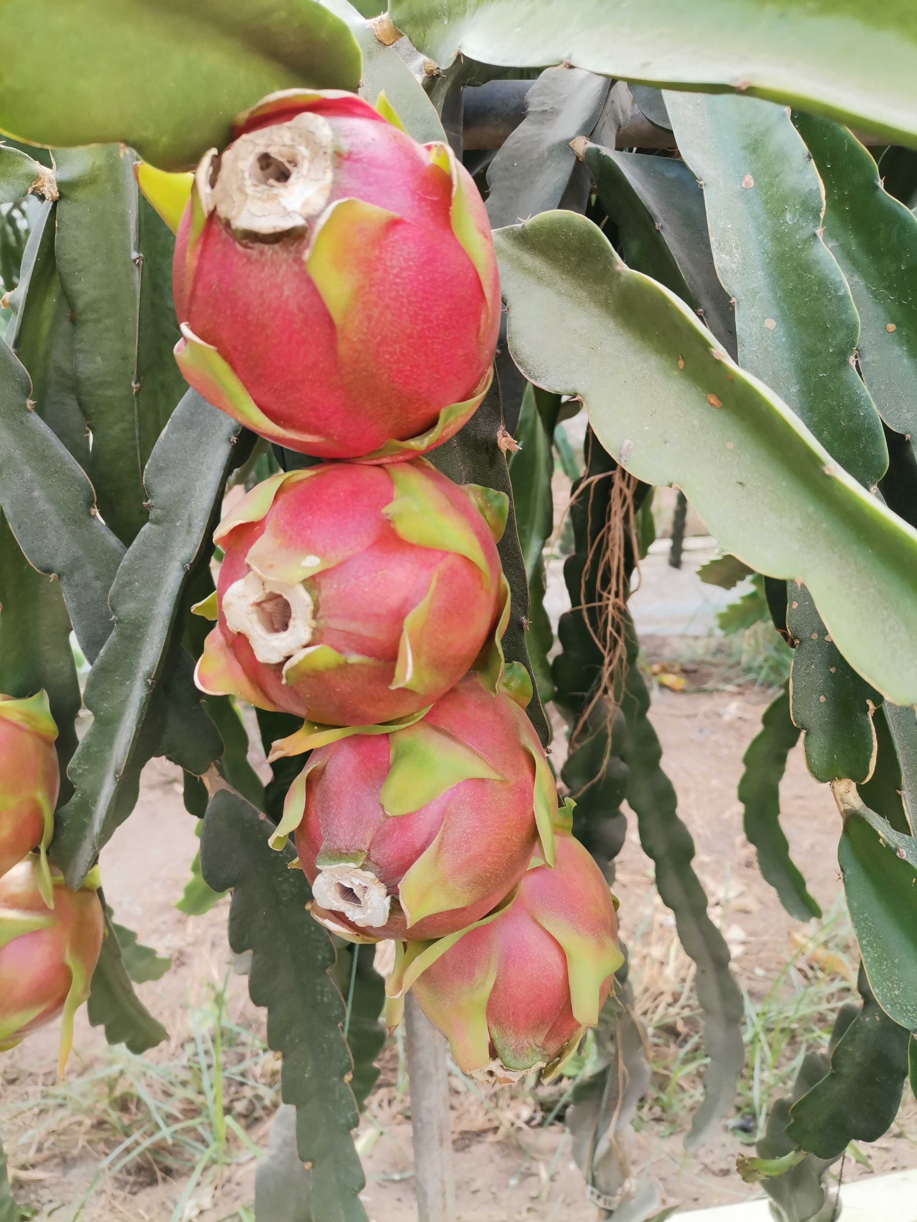 Pitaya - fruto produção nacional