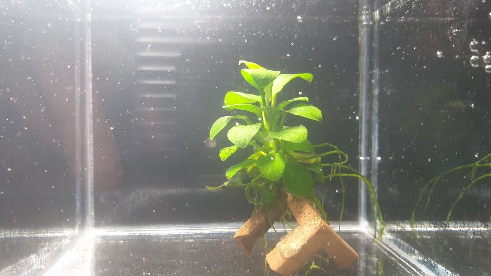 Anubias nana - 1/2 plan - mało wymagająca!!