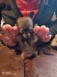 Chihuahua Piesek Mini
