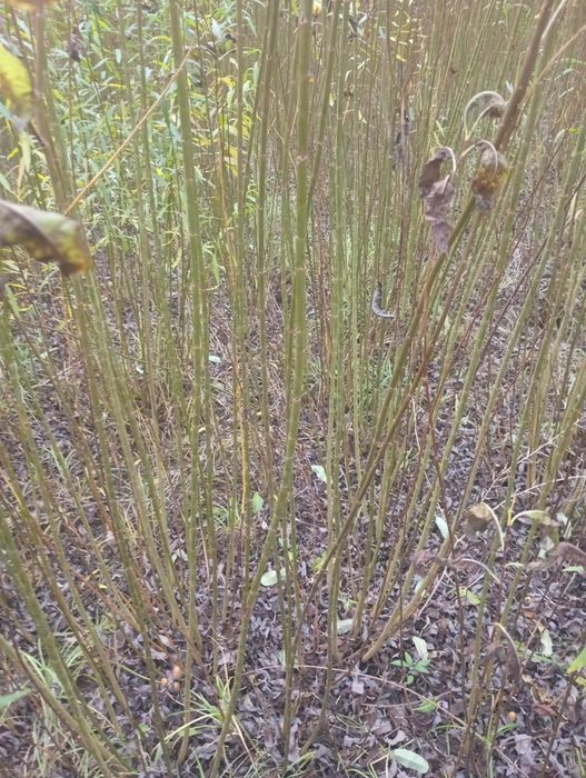 Sprzedam wiklinę amerykankę okolo;25t