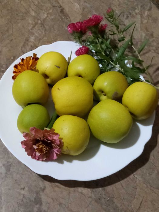 Sprzedam owoce pigwowca