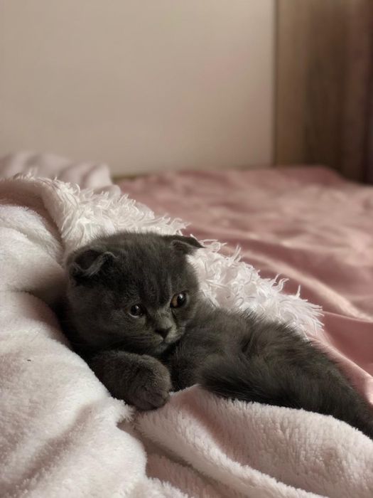 Шотландський висловухий котик