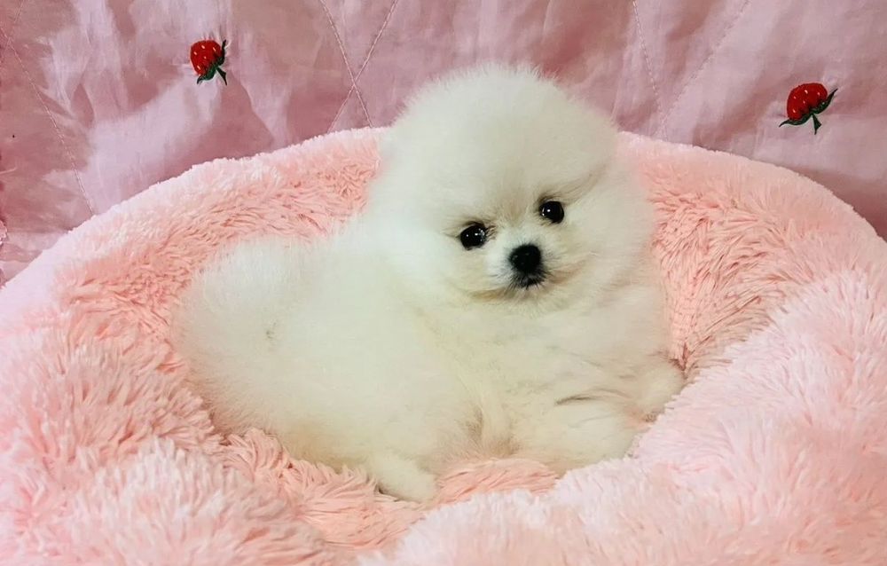 Супер крохи мини мини