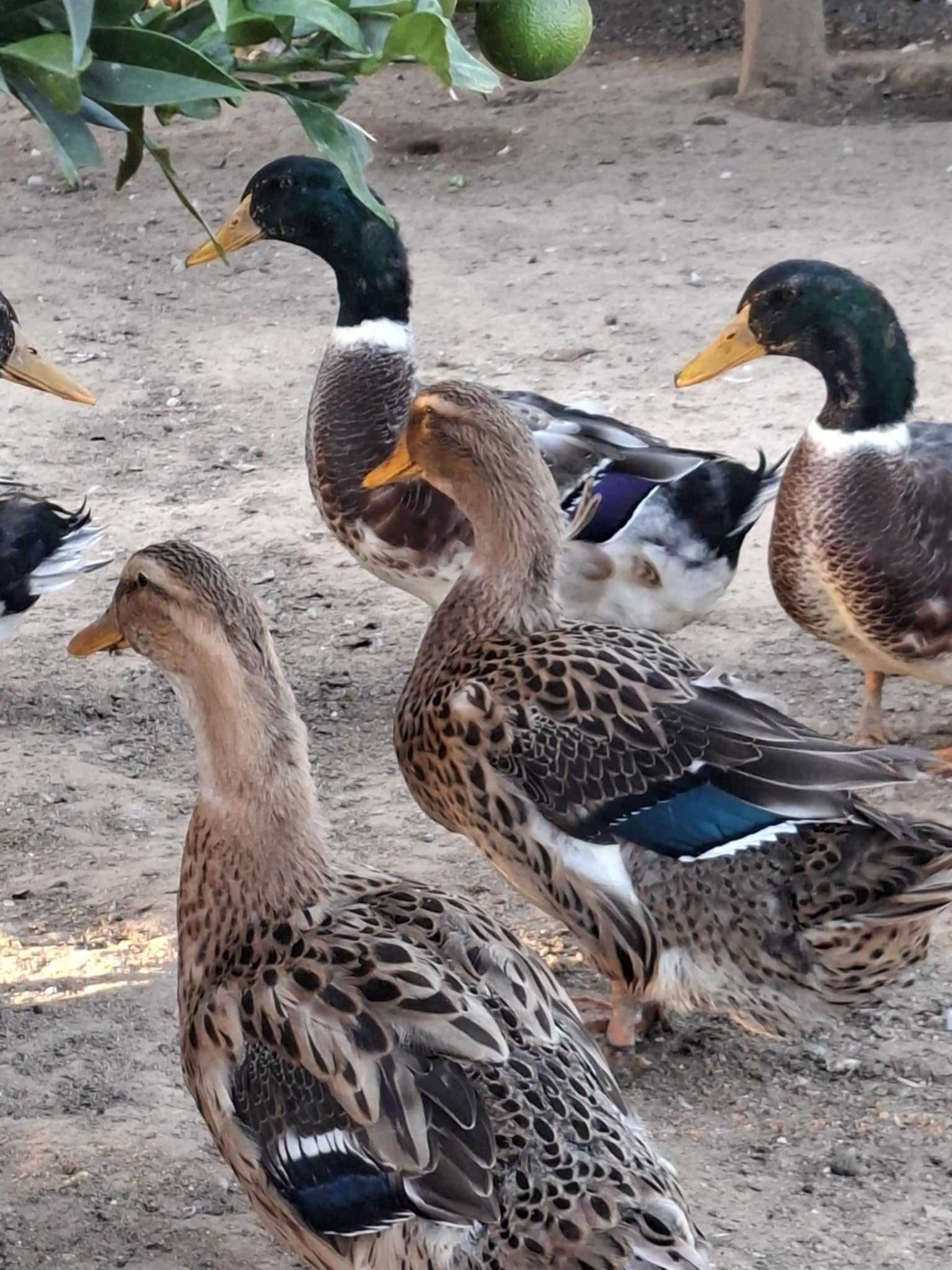 Casais de Patos Rouen nascidos este ano 2025