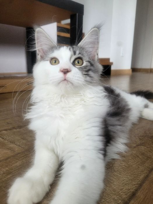 Kocurek ELTON Maine Coon z rodowodem.