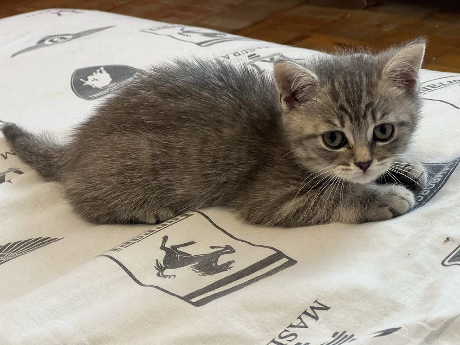 Шотландские котята